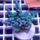 Acropora echinata elevage local acro8052