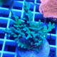 Acropora echinata elevage local acro8052