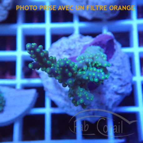 Acropora formosa fidji acro7894