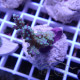 Acropora formosa fidji acro7894