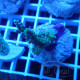 Acropora formosa fidji acro7894