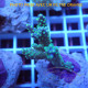 Acropora sp fidji acro7895