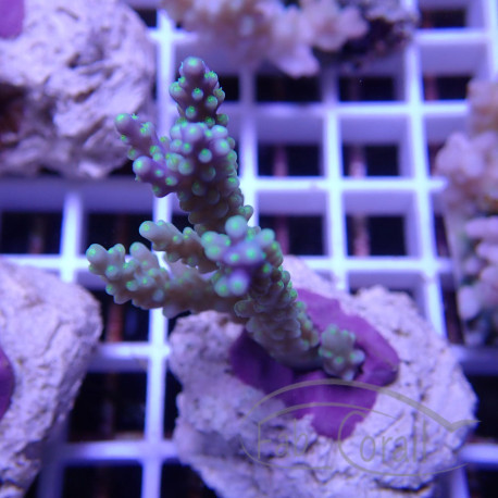 Acropora sp fidji acro7895