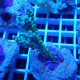 Acropora sp fidji acro7895