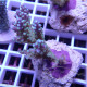 Acropora sp fidji acro7896