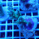 Acropora sp fidji acro7896