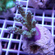 Acropora sp fidji acro7897