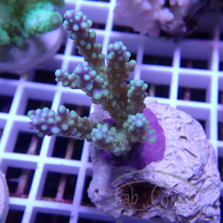 Acropora sp fidji acro7897