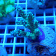 Acropora sp fidji acro7897