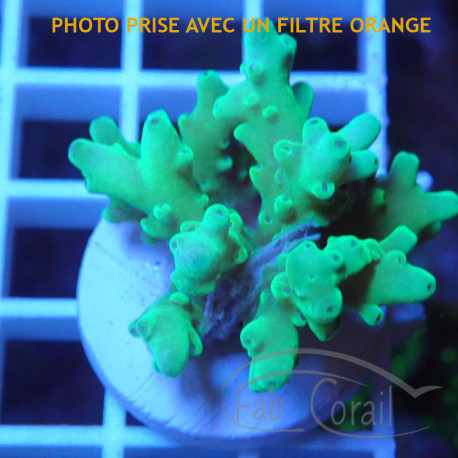 Acropora sp deepwater Indonésiei acro7904