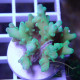 Acropora sp deepwater Indonésiei acro7904