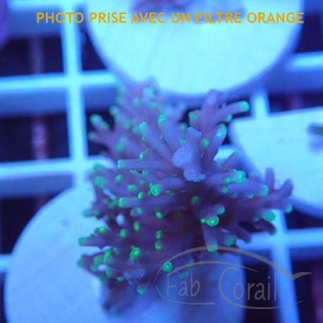 Acropora natalensis Indonésiei acro7907