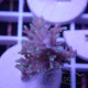 Acropora natalensis Indonésiei acro7907