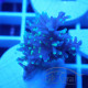 Acropora natalensis Indonésiei acro7907