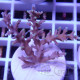 Acropora carduus Indonésie acro7912