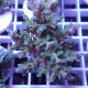 Acropora echinata Indonésie acro7915