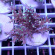 Acropora carduus Indonésie acro7912