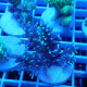 Acropora carduus Indonésie acro7912