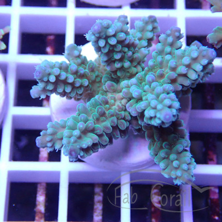 Acropora carduus Indonésie acro7917