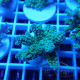 Acropora carduus Indonésie acro7917