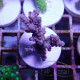 Acropora papillare Indonésie acro7927