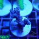 Acropora papillare Indonésie acro7927