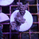 Acropora tenuis Indonésie acro7928