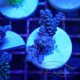 Acropora tenuis Indonésie acro7928