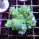 Acropora gemmiferaIndonésie acro7930colombani