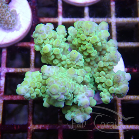 Acropora gemmiferaIndonésie acro7930colombani