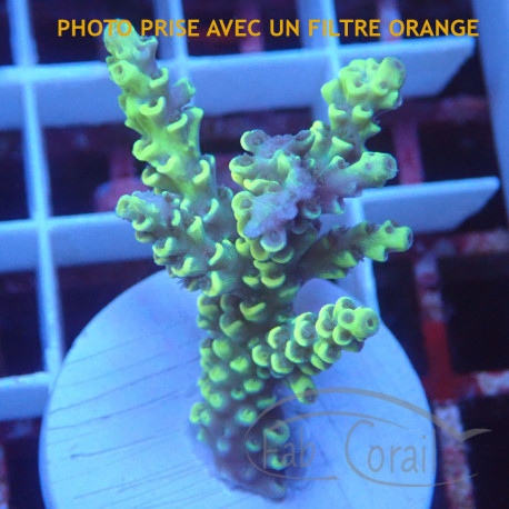 Acropora tenuis vert jaune L Indonésie acro7949