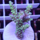 Acropora tenuis vert jaune L Indonésie acro7949