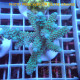 Acropora formosa Indonésie acro7958