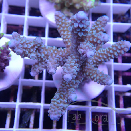 Acropora formosa Indonésie acro7958