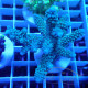 Acropora formosa Indonésie acro7958