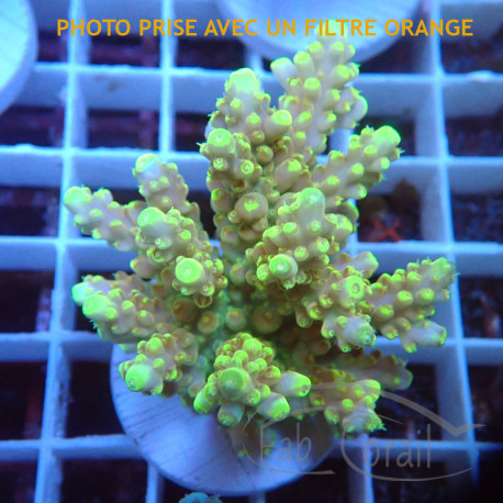 Acropora formosa Indonésie acro7959