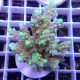 Acropora formosa Indonésie acro7959