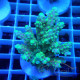 Acropora formosa Indonésie acro7959