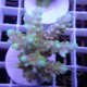 Acropora rosaria Indonésie acro7960