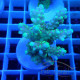 Acropora rosaria Indonésie acro7960