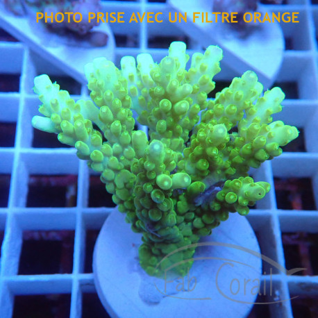 Acropora speciosa Indonésie acro7963