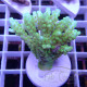 Acropora speciosa Indonésie acro7963