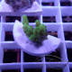 Acropora granulosa Indonésie acro7965