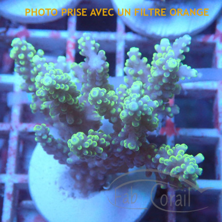 Acropora sp Indonésie acro7980