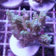 Acropora sp Indonésie acro7980