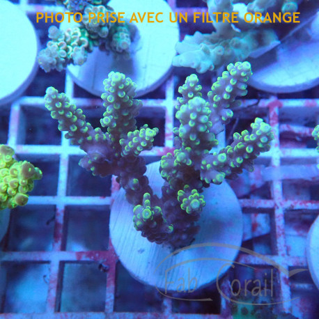 Acropora plana Indonésie acro7984