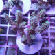 Acropora plana Indonésie acro7984