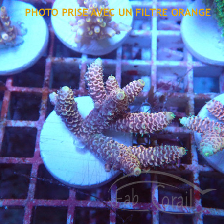 Acropora suharsonoi deepwater Indonésie acro7987