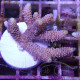 Acropora suharsonoi deepwater Indonésie acro7987