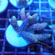 Acropora suharsonoi deepwater Indonésie acro7987